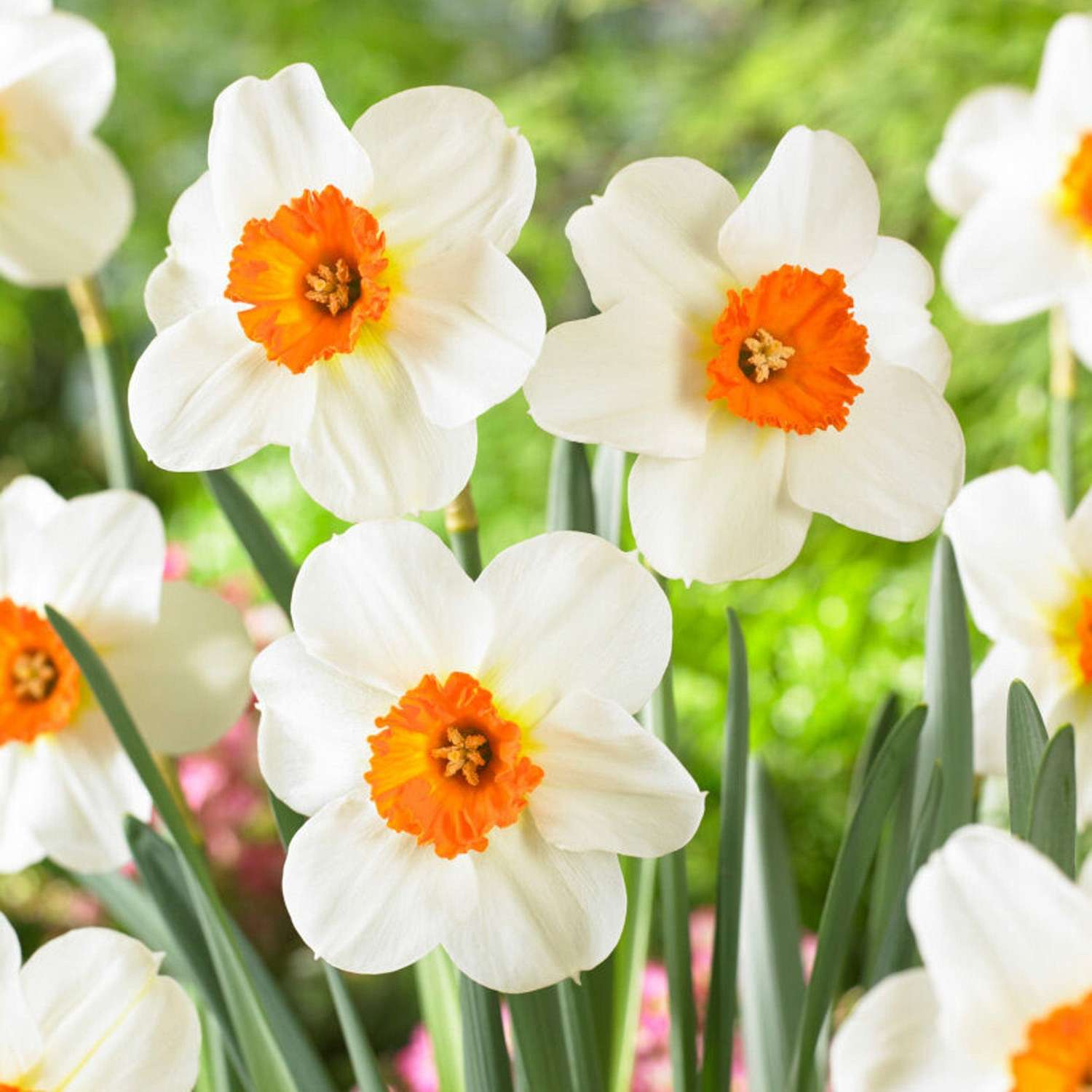 Narzisse 'Barrett Browning' - Narcisser
